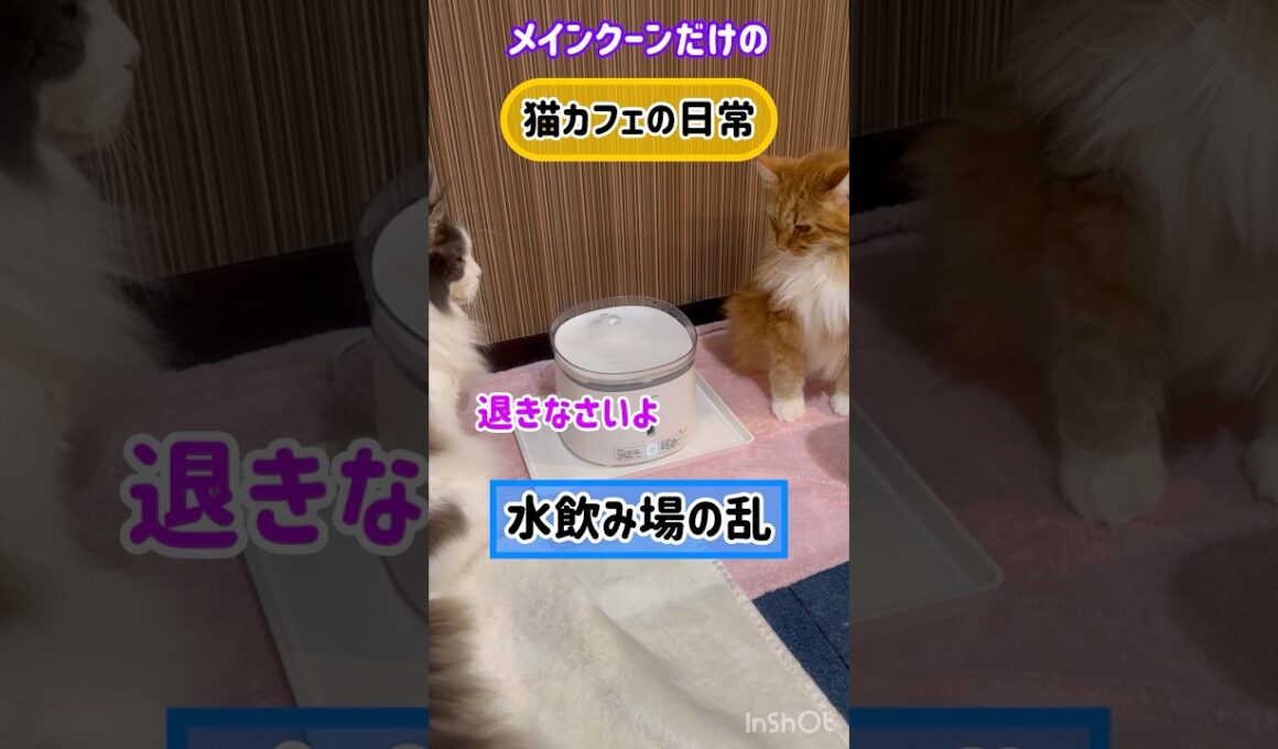 20260127メインクーンだけの【猫カフェの日常】水飲み場の乱#cat #cooncat #mainecat