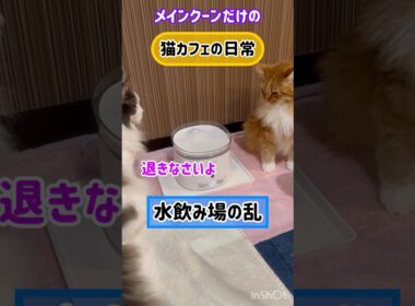 20260127メインクーンだけの【猫カフェの日常】水飲み場の乱#cat #cooncat #mainecat