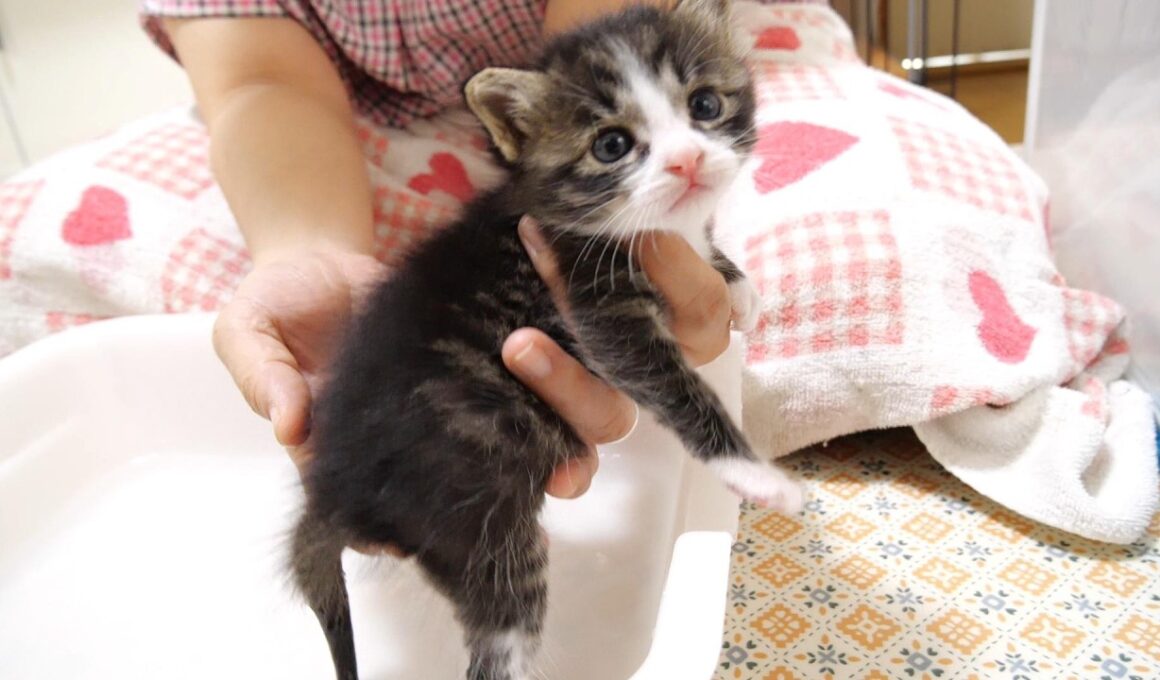 お尻を洗われる赤ちゃん子猫がカワイイ鳴き声でママにニャーニャー【赤ちゃん猫　保護猫】
