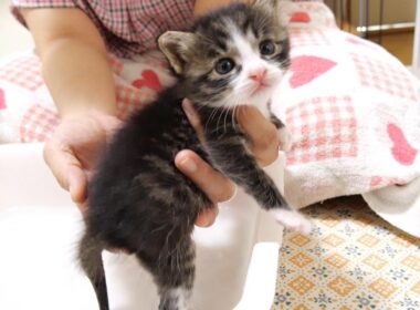 お尻を洗われる赤ちゃん子猫がカワイイ鳴き声でママにニャーニャー【赤ちゃん猫　保護猫】