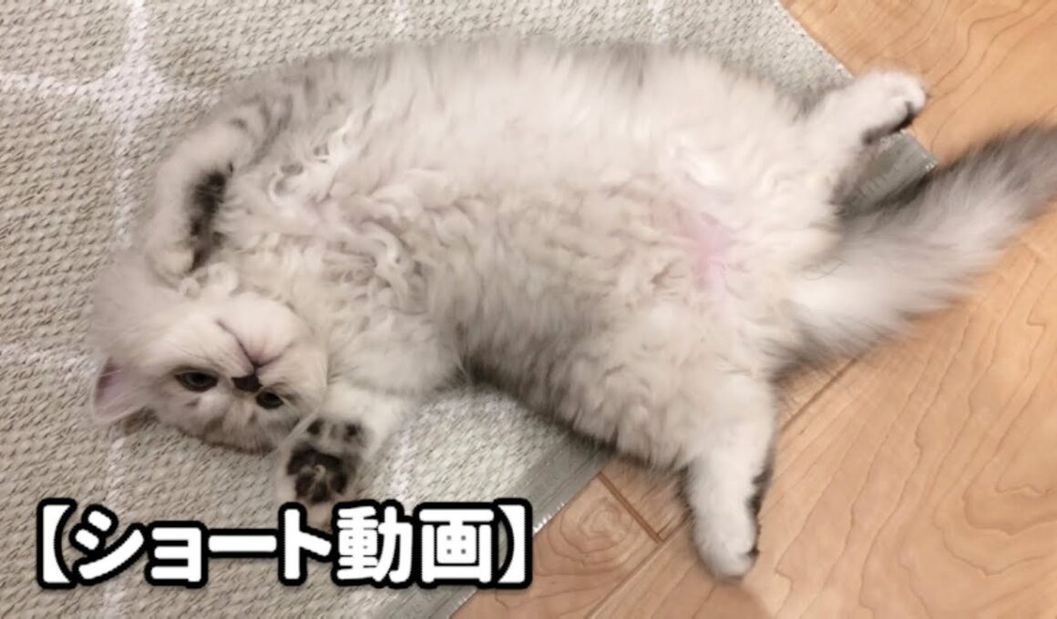 ゴロゴロしているうちに寝てしまう子猫 【サイベリアン】#Shorts