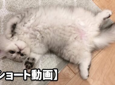 ゴロゴロしているうちに寝てしまう子猫 【サイベリアン】#Shorts