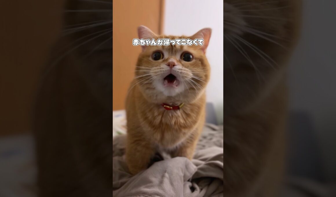 【寂しさ爆発】赤ちゃんと再会するまでの数日間 #shorts