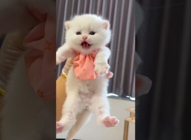 🥰🔥愛らしい子猫、かわいいにゃんにゃん｜Cute Kitten Cute Meow #cat #kitten #meow #子猫