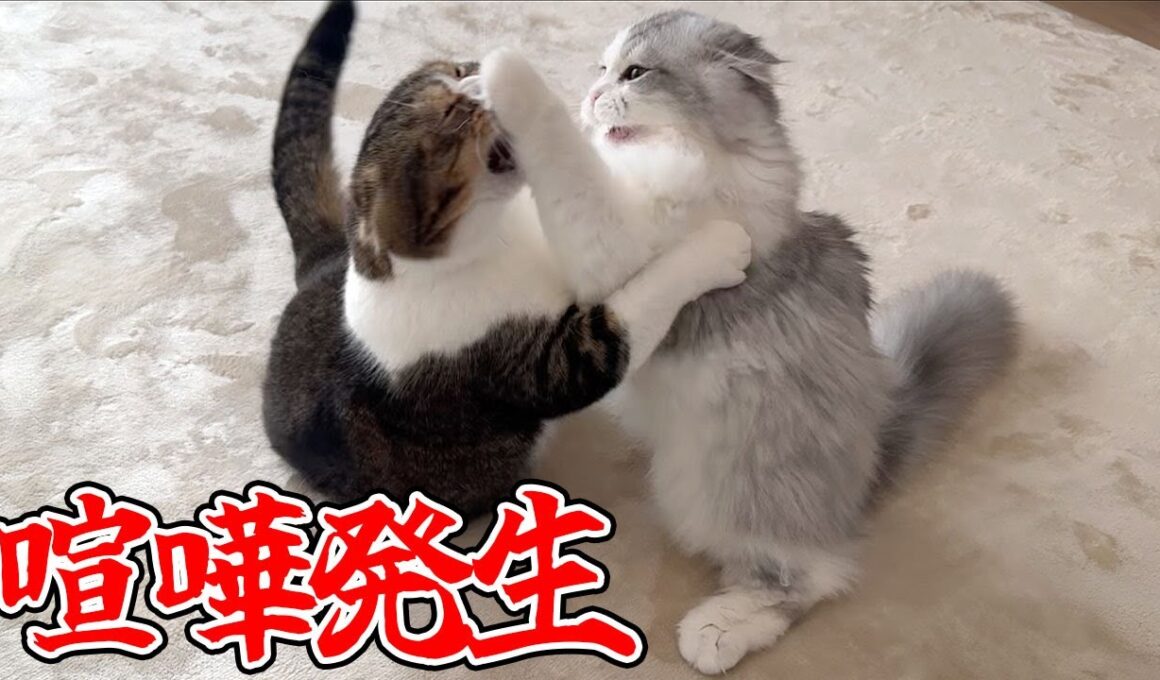 まさかの理由でパパ猫と子猫がケンカしちゃいました…汗