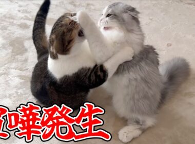 まさかの理由でパパ猫と子猫がケンカしちゃいました…汗