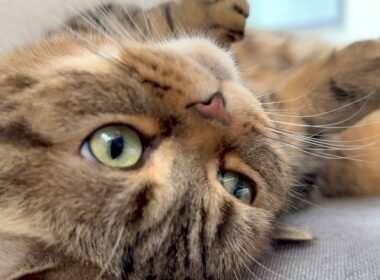 【メルファン歓喜】メル成分を大量摂取したい方へ