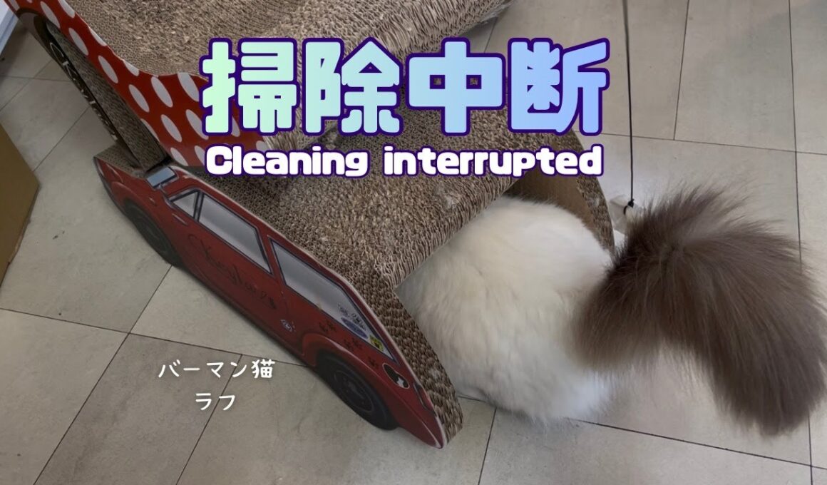 Cleaning interruptedバーマン猫ラフ【掃除中断】Cleaning interrupted（バーマン猫）Birman/Cat