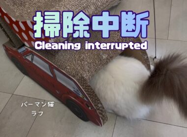 Cleaning interruptedバーマン猫ラフ【掃除中断】Cleaning interrupted（バーマン猫）Birman/Cat