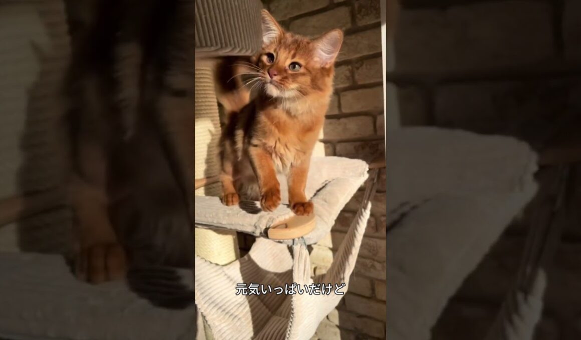 これがソマリ！しっぽがふさふさな元気猫🐱✨ #ソマリ#猫好き #かわいい猫