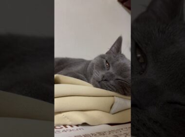 可愛い寝顔の子猫【ブリティッシュショートヘア】#shorts