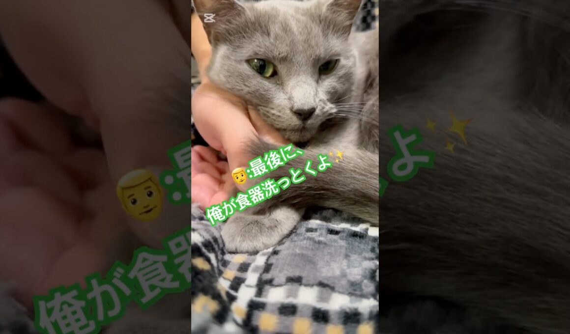 パパってば、まわりくどい答えニャ❤️ #猫 #ロシアンブルー #catshorts #shorts