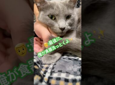 パパってば、まわりくどい答えニャ❤️ #猫 #ロシアンブルー #catshorts #shorts