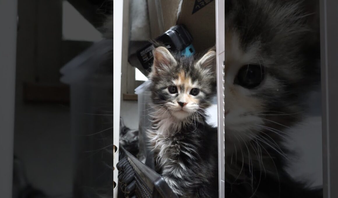 生後41日シルバーのメインクーンドンチッチ君