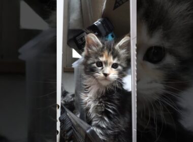 生後41日シルバーのメインクーンドンチッチ君