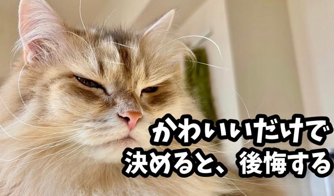 サイベリアンを飼う前に知っておくべき現実7選｜正直、覚悟が必要です