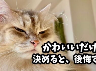 サイベリアンを飼う前に知っておくべき現実7選｜正直、覚悟が必要です