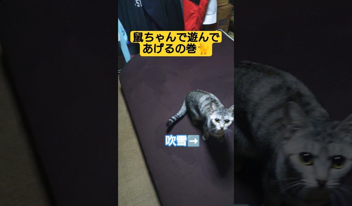 鼠ちゃんで遊んであげるの巻#cute #cat #ねこ #猫のいる暮らし #いやし #いやされたい #いやしねこ #時雨 #吹雪