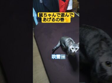 鼠ちゃんで遊んであげるの巻#cute #cat #ねこ #猫のいる暮らし #いやし #いやされたい #いやしねこ #時雨 #吹雪