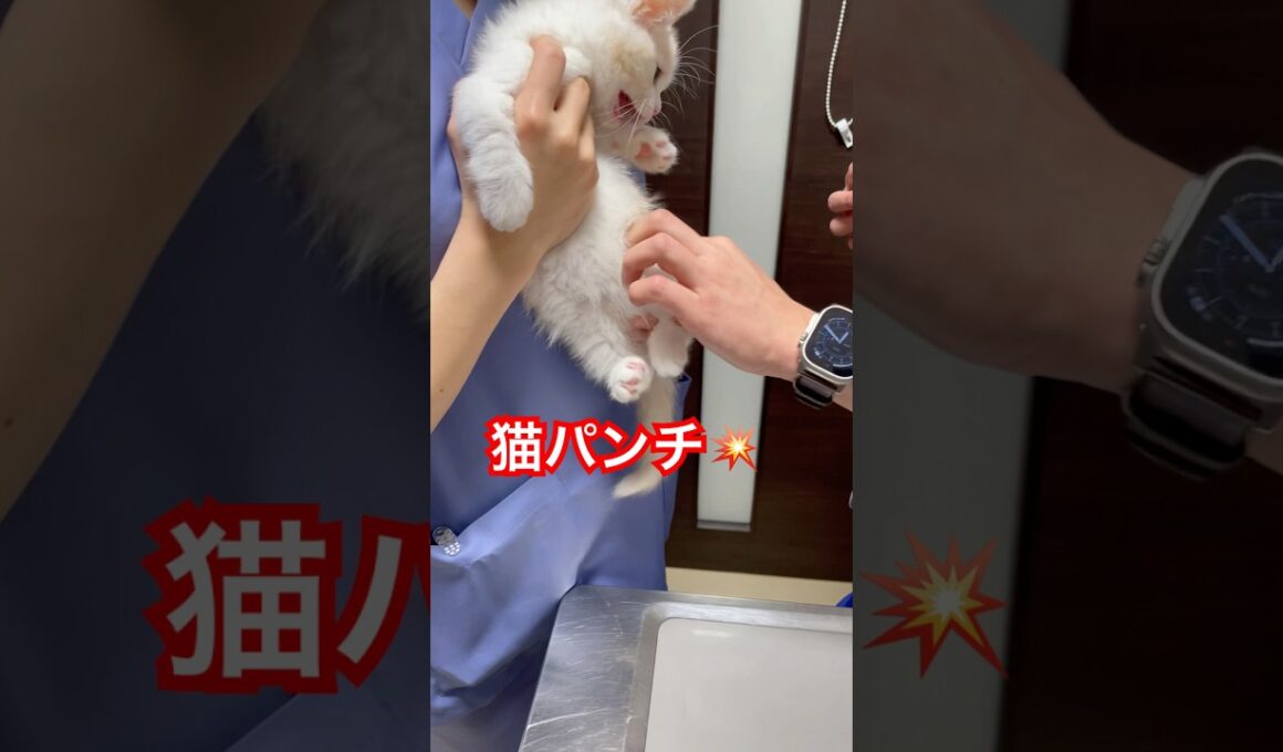 猫パンチ💥初めての注射に子猫がキレました#shorts#ねこ #子猫