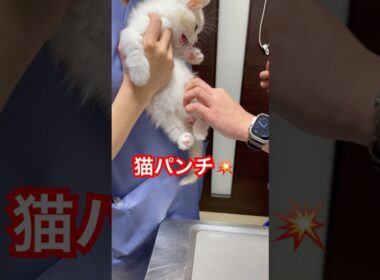 猫パンチ💥初めての注射に子猫がキレました#shorts#ねこ #子猫