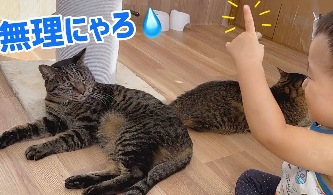 ナンバーワン猫使いに 僕はなる‼︎ 子猫も老猫も手懐けるじょ‼︎