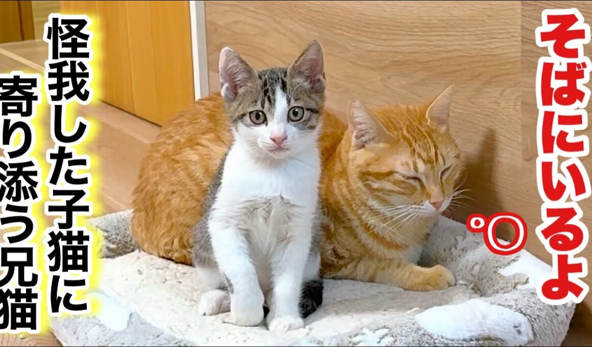 【危険⚠️】そのオモチャ､本当に安全？子猫が怪我をした理由