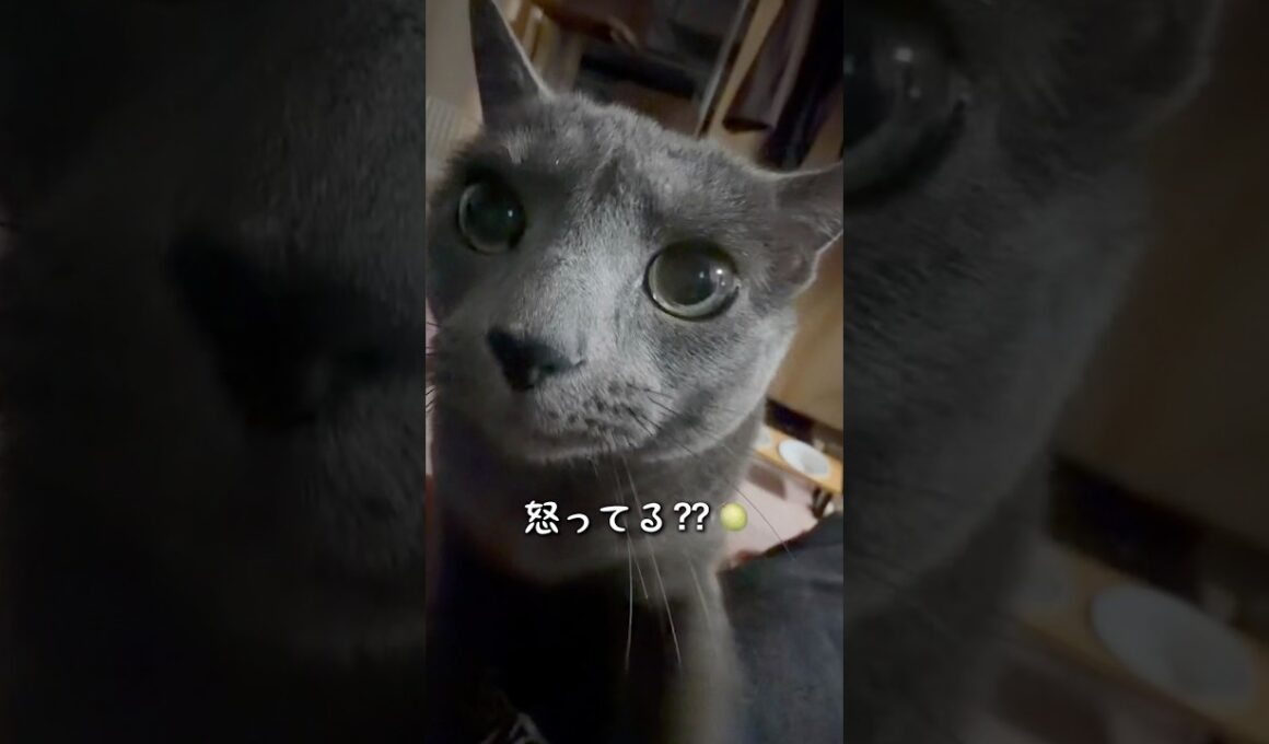 【ロシアンブルー】めろん夜のおねだり必死です😗【猫】#shorts
