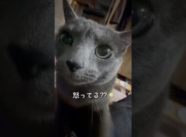【ロシアンブルー】めろん夜のおねだり必死です😗【猫】#shorts