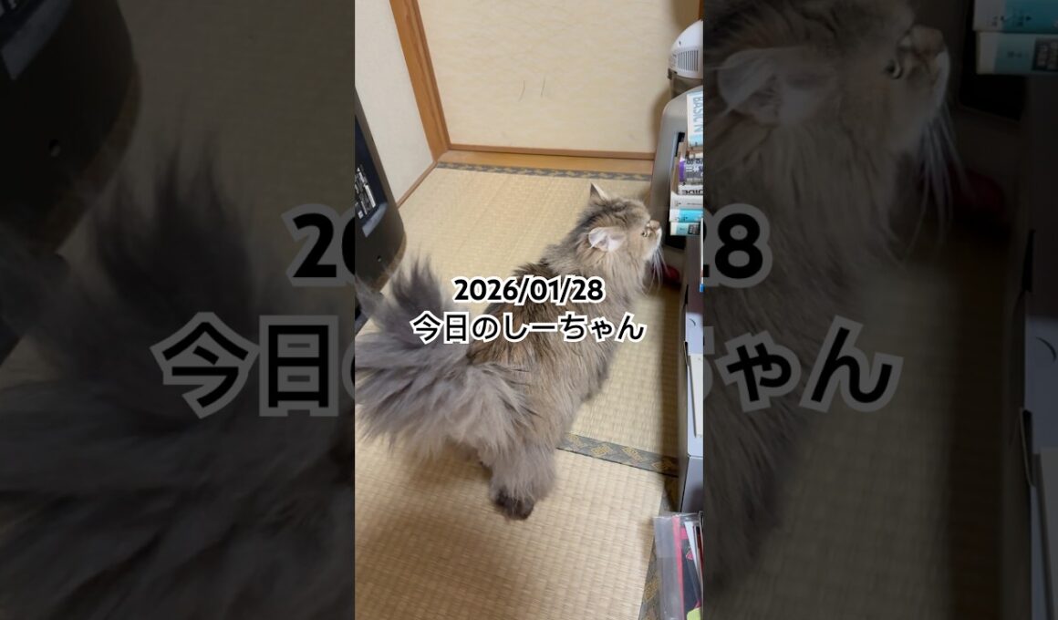 2026/01/28今日のしーちゃん #猫 #ペルシャ #シエル #cat #猫のいる暮らし