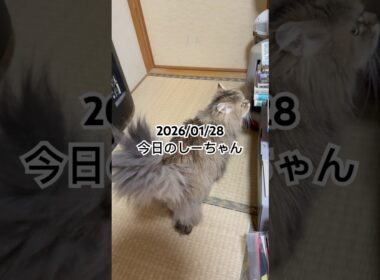 2026/01/28今日のしーちゃん #猫 #ペルシャ #シエル #cat #猫のいる暮らし