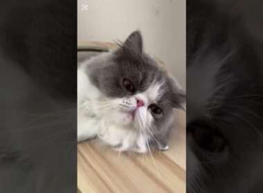 毛づくろい中のおもち😸