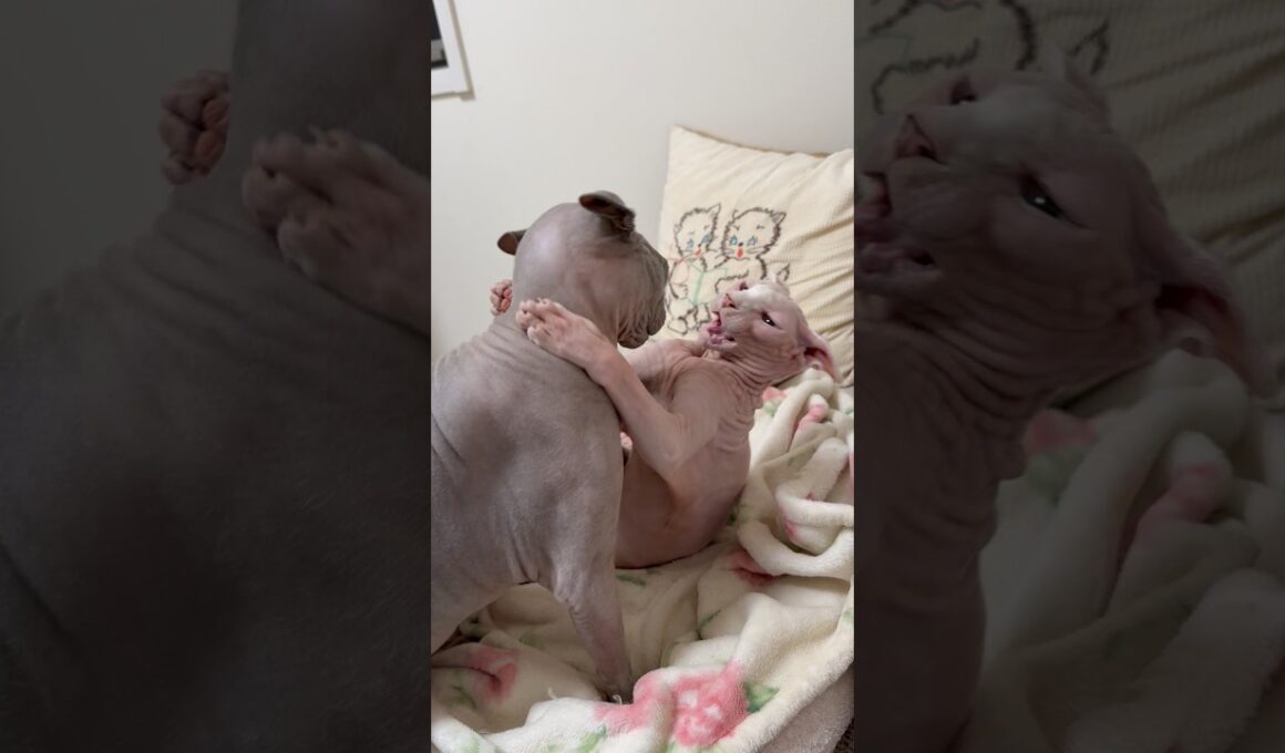 スフィンクス猫の喧嘩は良い音がします。