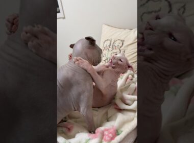 スフィンクス猫の喧嘩は良い音がします。