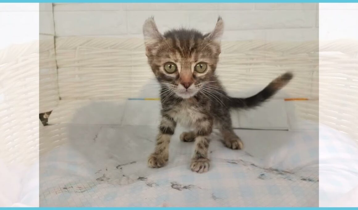 ペットショップcoo&riku No.00744871 アメリカンカール