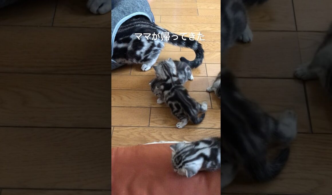 みんな着いてくるにゃ！#アメリカンショートヘア#アメショ#子猫#猫の日常#cat#cats