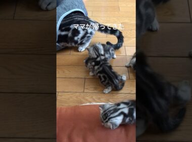 みんな着いてくるにゃ！#アメリカンショートヘア#アメショ#子猫#猫の日常#cat#cats