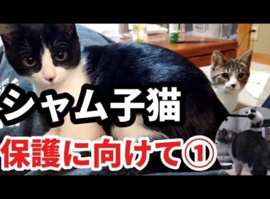 猫が猫を導く⁈ シャム子猫家族保護へ　庭木整備、甘夏収穫