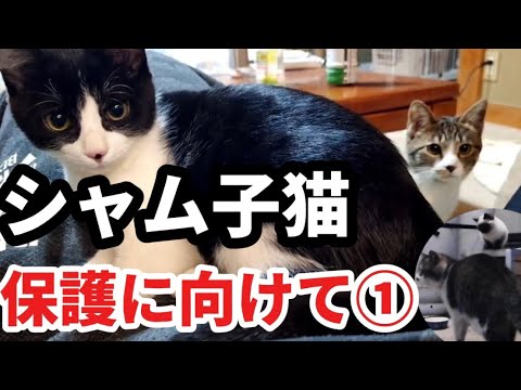 猫が猫を導く⁈ シャム子猫家族保護へ　庭木整備、甘夏収穫