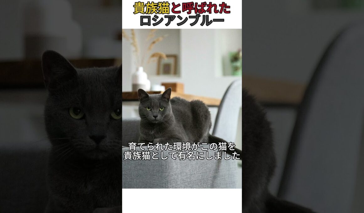 貴族猫と呼ばれたロシアンブルー #猫
