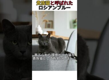 貴族猫と呼ばれたロシアンブルー #猫