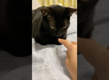 香箱黒猫ボンベイ　#cat #ねこ #猫 #ねこのいる暮らし #ねこのいる生活 #ねこ動画 #猫 #猫好きさんと繋がりたい #かわいい #癒やし