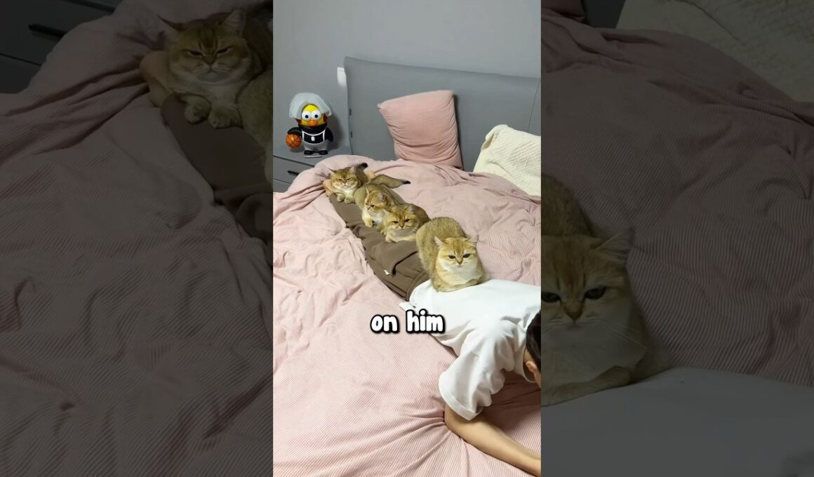 The Most Clingy Cats Ever 😂❤️