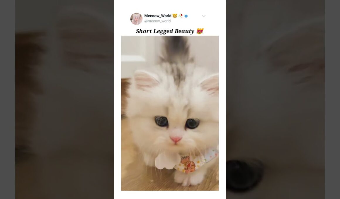 Short legged beauty 😻  #kitten #cuteanimals #cutepets #pets #cutecats #cute #catmeow #catvideos