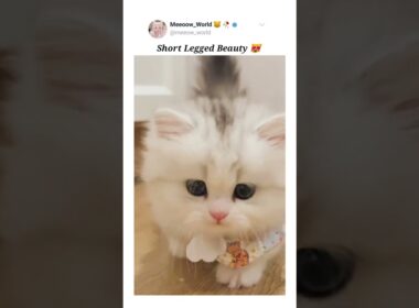 Short legged beauty 😻  #kitten #cuteanimals #cutepets #pets #cutecats #cute #catmeow #catvideos