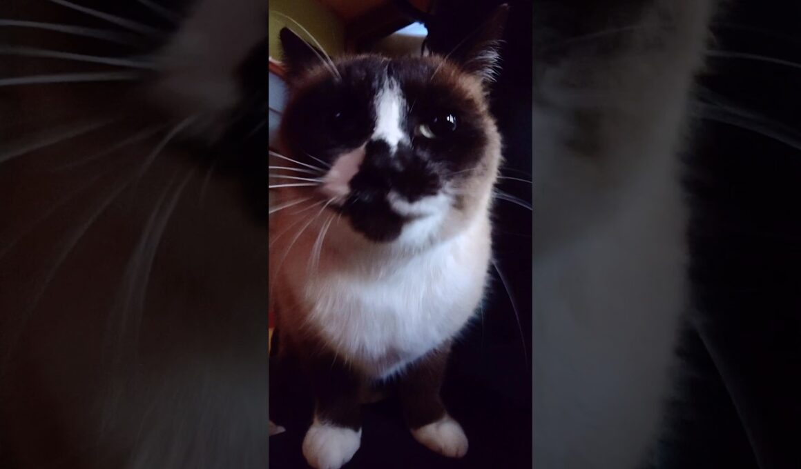 久しぶりのシャム猫さん動画🐾#猫 #ねこ #cat #Shorts