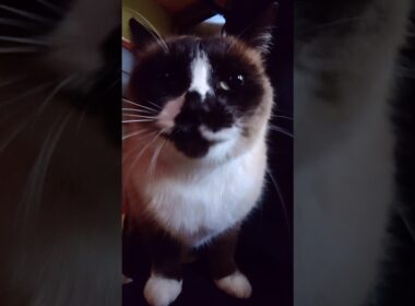 久しぶりのシャム猫さん動画🐾#猫 #ねこ #cat #Shorts