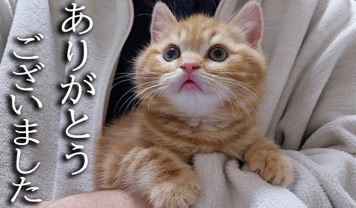 ハスキー犬に育てられた子猫は1年後こうなりました...