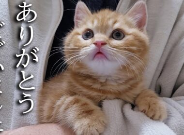 ハスキー犬に育てられた子猫は1年後こうなりました...
