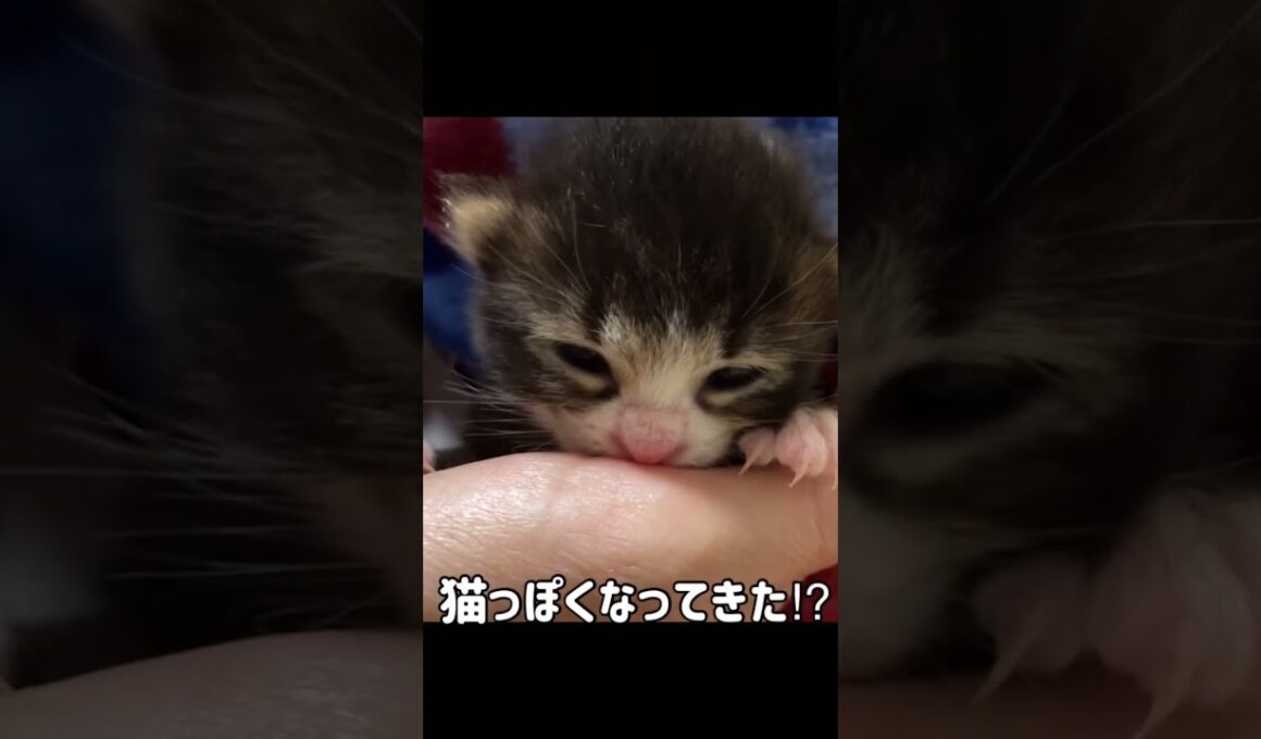 こんなに、かわいくなると思わなかった #shorts